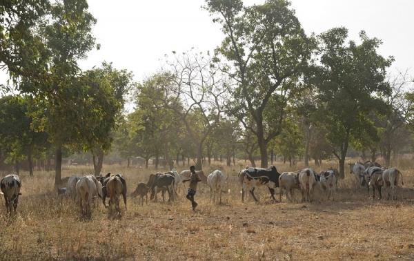 Pâturage pendant la saison sèche : à la recherche de biomasse (Province Houet, Burkina Faso, fin novembre 2016) © Rik Schuiling / TropCrop-TCS